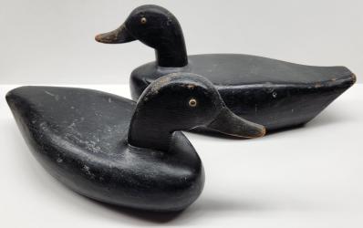 Pair Delaware River Black ducks